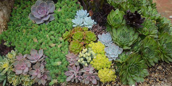 planter une plante grasse